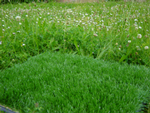 Le ROMANA, faux gazon synthétique pour jardin et pelouse , gazon artificiel d' une grande doceur avec des fibres synthétiques de haut de gamme, il fera votre bonheur des yeux .